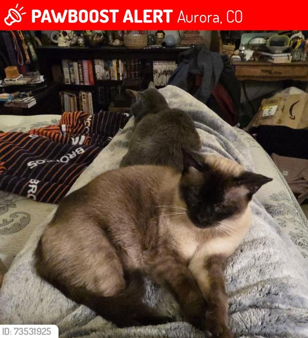 Lost Female Cat last seen 17th and kingston, Aurora, CO 80010