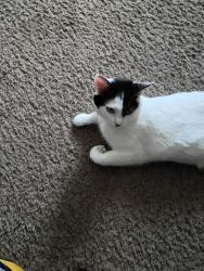 Lost Female Cat last seen Mississippi Ave SE, Washington, DC 20032