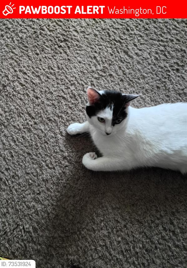 Lost Female Cat last seen Mississippi Ave SE, Washington, DC 20032