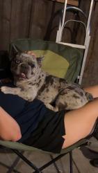 Lost Male Dog last seen Pioneer ave, Turlock, CA 95380