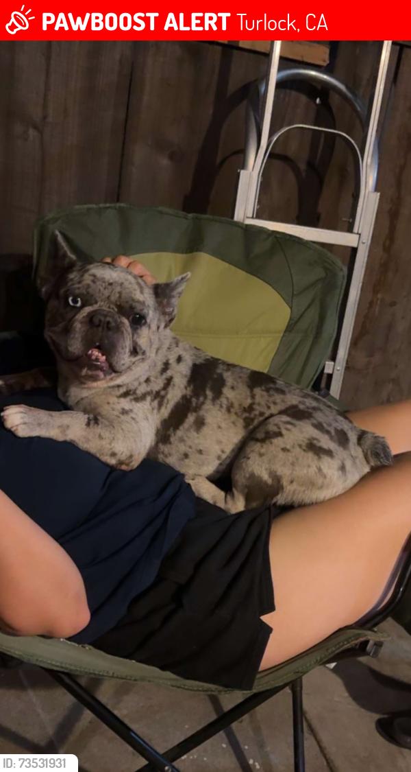 Lost Male Dog last seen Pioneer ave, Turlock, CA 95380