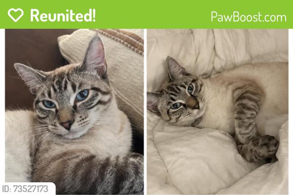 Reunited Male Cat last seen Lake phalen area, Saint Paul, MN 55106