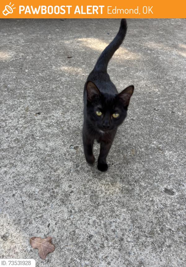Found/Stray Female Cat last seen 2nd street and Coltrane, Edmond, OK 73034