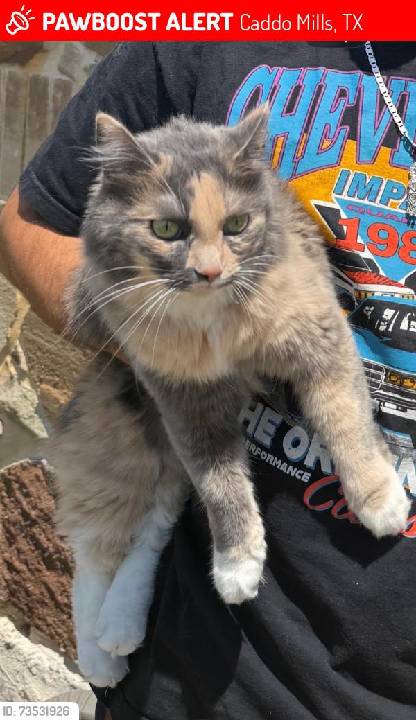 Lost Female Cat last seen Caddo downs, Caddo Mills, TX 75135