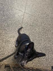 Shelter Stray Male Dog last seen Columbia, 1233 Mapleash Ave, Columbia, TN 38401, USA