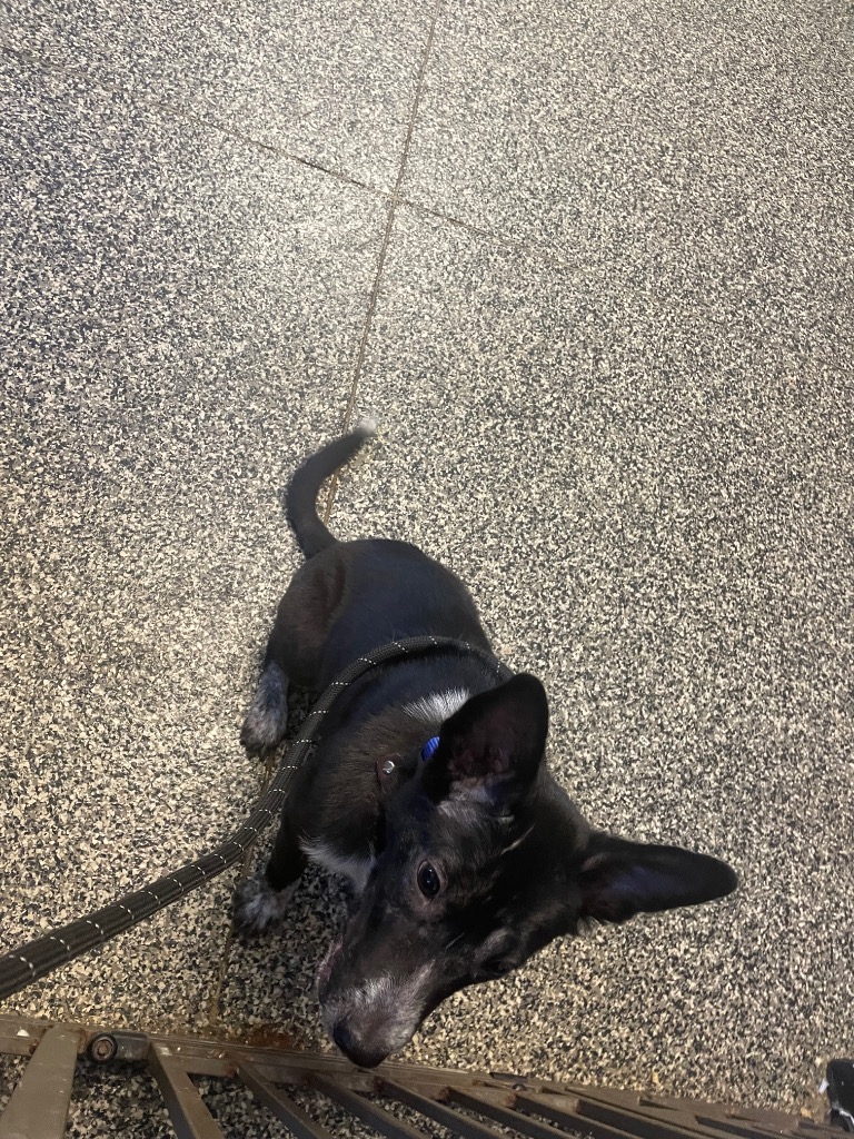 Shelter Stray Male Dog last seen Columbia, 1233 Mapleash Ave, Columbia, TN 38401, USA