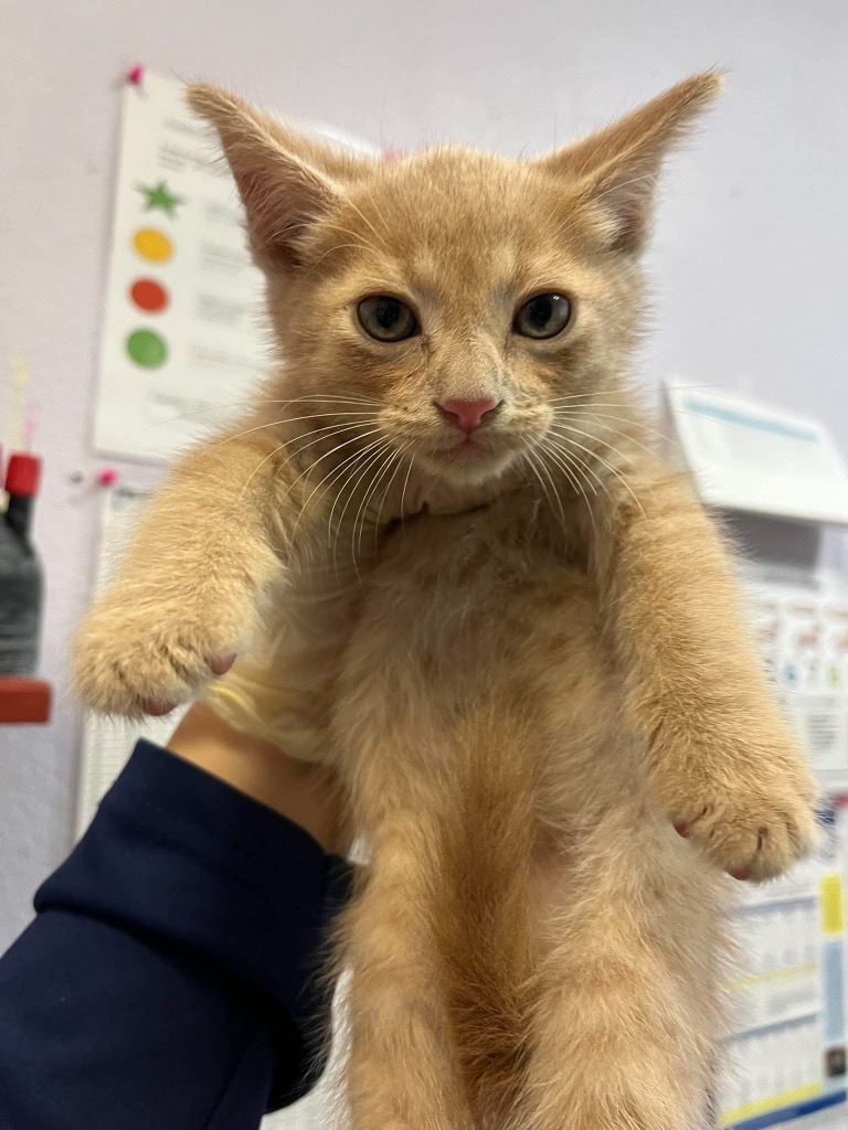 Shelter Stray Male Cat last seen Bexar County, 3353 Morningside Dr, New Braunfels, TX 78132, USA