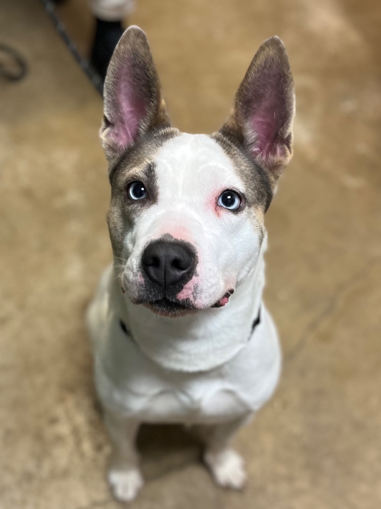 Shelter Stray Female Dog last seen Bexar County, 3353 Morningside Dr, New Braunfels, TX 78132, USA