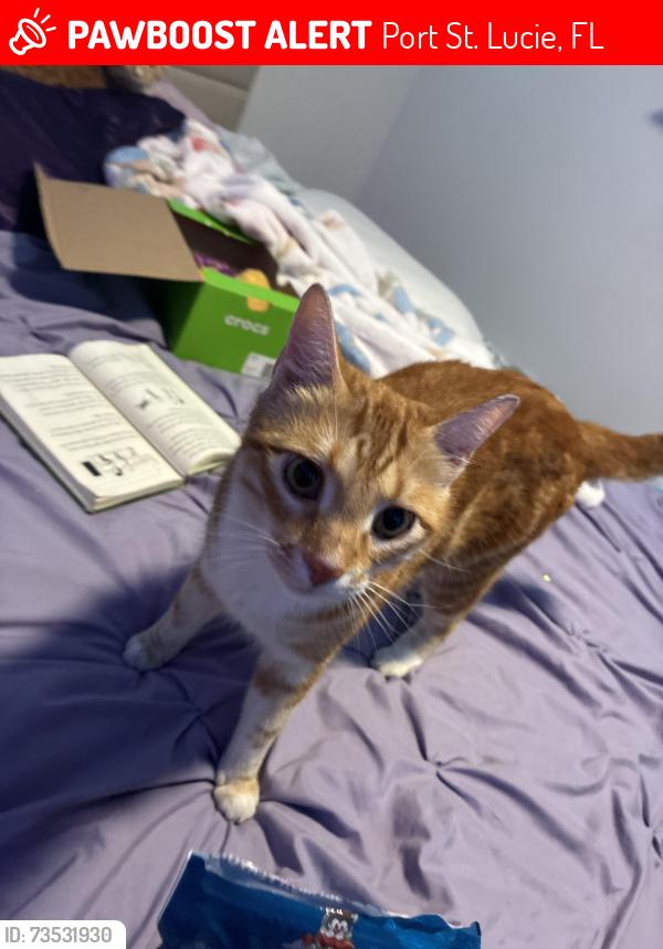 Lost Male Cat last seen Darwin , Millard , parr , daniville, Port St. Lucie, FL 34953