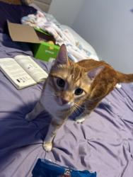 Lost Male Cat last seen Darwin , Millard , parr , daniville, Port St. Lucie, FL 34953