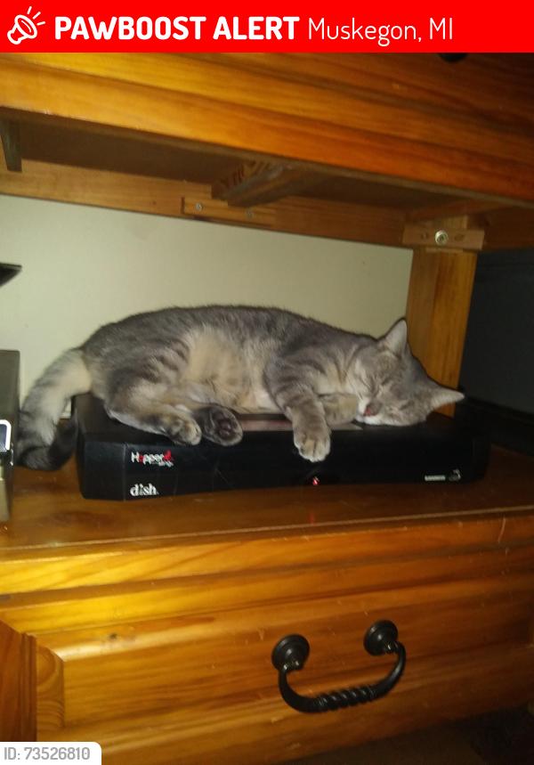 Lost Female Cat last seen Green Creek Rd and memorial., Muskegon, MI 49445