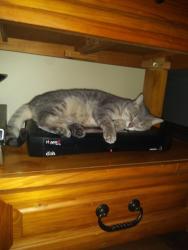 Lost Female Cat last seen Green Creek Rd and memorial., Muskegon, MI 49445