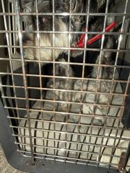 Reunited Male Dog last seen Clairmont Place, Macon, GA 31204