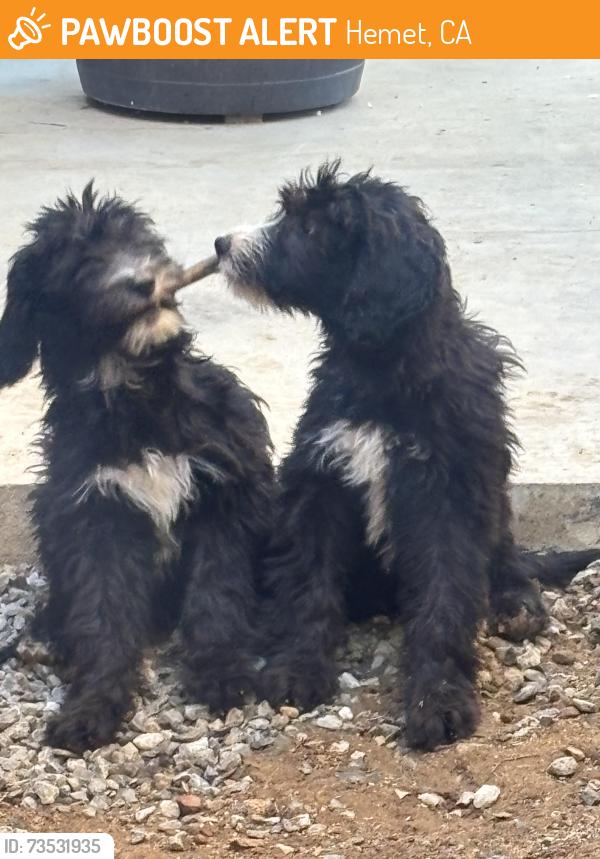 Found/Stray Male Dog last seen Hwy 74, Hemet, CA 92583