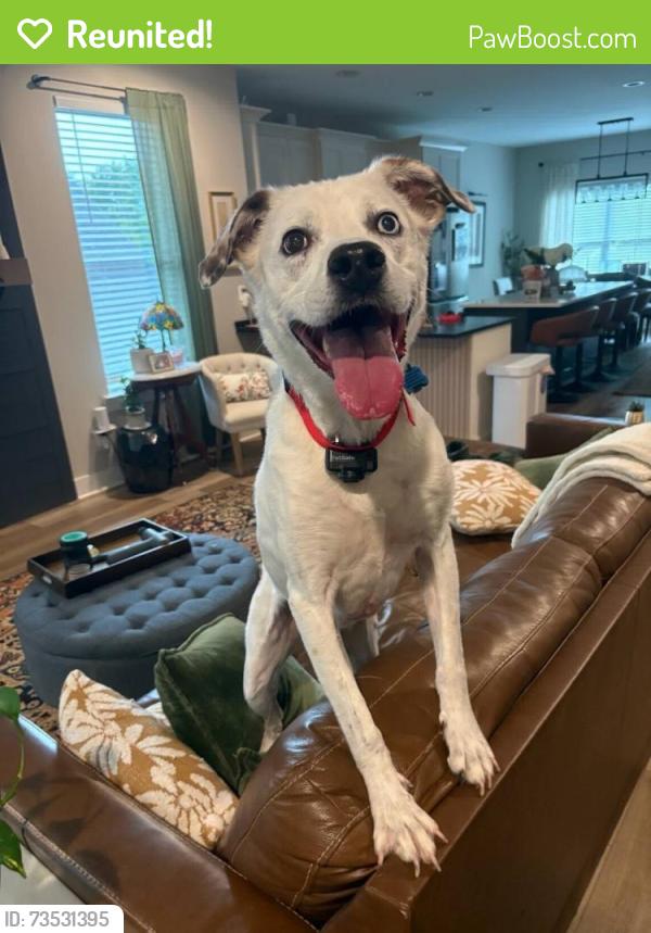 Reunited Male Dog last seen Near Northrop St, Lupton City, TN 37351, USA, Chattanooga, TN 37351