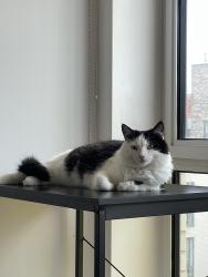 Lost Female Cat last seen Near Holland Rd, London NW10 5AY, Greater London, England NW10 5AY