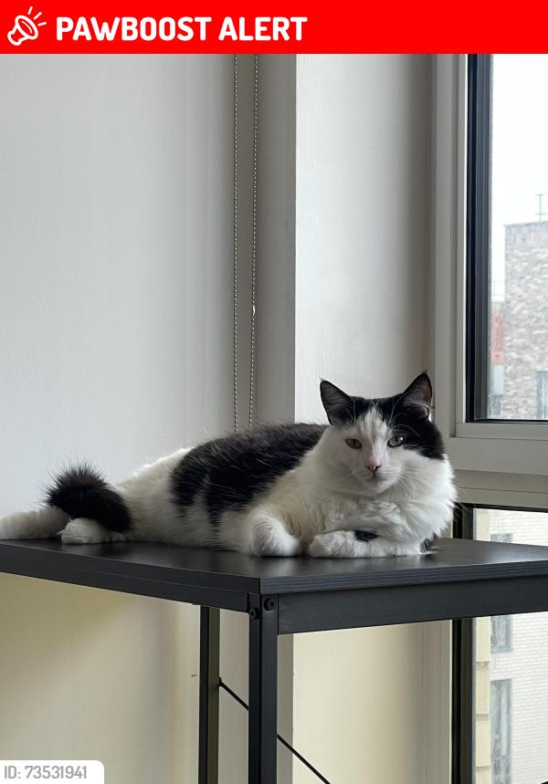 Lost Female Cat last seen Near Holland Rd, London NW10 5AY, Greater London, England NW10 5AY