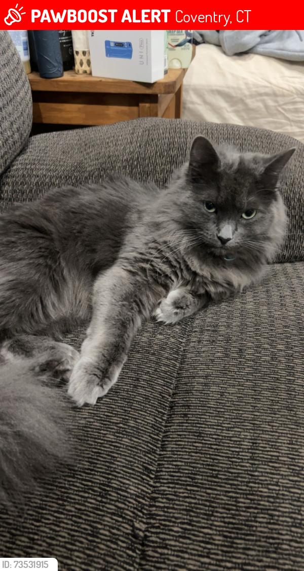 Lost Male Cat last seen New road and Tolland CT line, Coventry, CT 06238