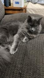 Lost Male Cat last seen New road and Tolland CT line, Coventry, CT 06238
