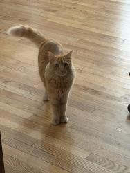 Reunited Male Cat last seen N Milwaukee ave and Paulina st, Chicago, IL 60622
