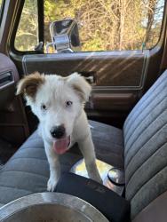 Reunited Female Dog last seen Broad st/middle tn blvd, Murfreesboro, TN 37130