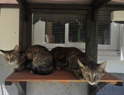 Found/Stray Unknown Cat last seen Martin Road Rockledge FL, Rockledge, FL 32955
