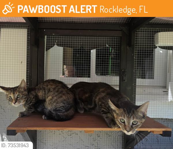 Found/Stray Unknown Cat last seen Martin Road Rockledge FL, Rockledge, FL 32955