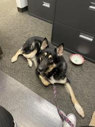 Reunited Male Dog last seen Camelback Road and 44th Street, Phoenix, AZ 85032