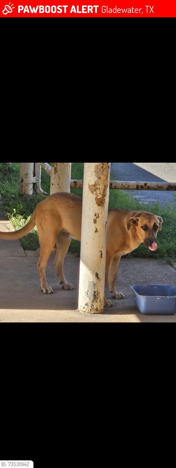 Lost Male Dog last seen Former Gladewater HS building, Gladewater, TX 75647