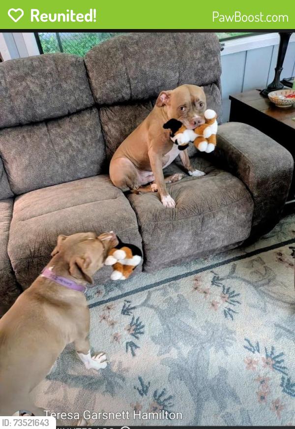 Reunited Female Dog last seen Paddock Rd & Mooresville Rd, Indianapolis, IN 46113