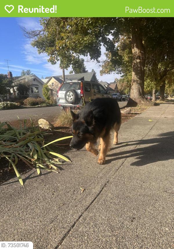 Reunited Male Dog last seen A and Lindecke Streets off Boone, Spokane, WA 99201