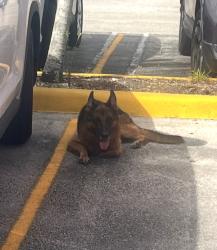 Found/Stray Male Dog last seen Currently at Miami Dade Animal Services, Doral, FL 33122