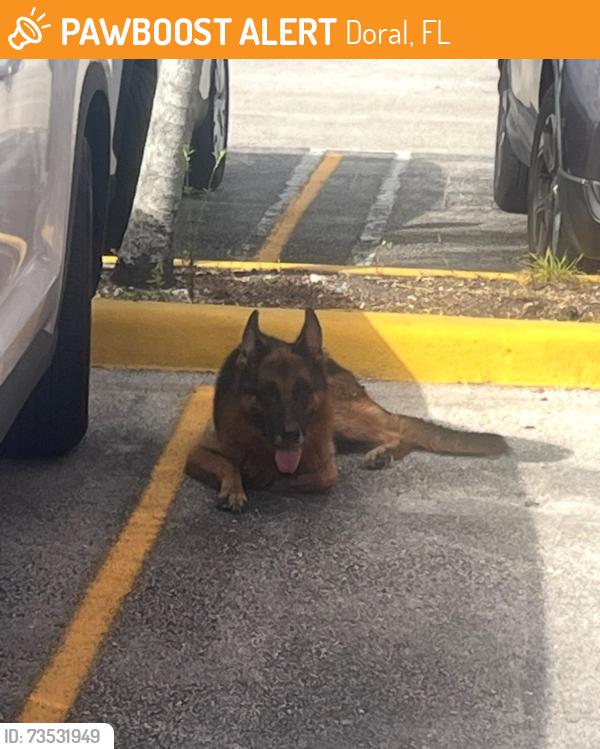 Found/Stray Male Dog last seen Currently at Miami Dade Animal Services, Doral, FL 33122