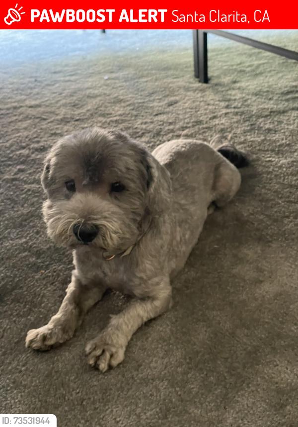 Lost Male Dog last seen Portana ln and Jardineras dr, Santa Clarita, CA 91355