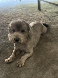 Lost Male Dog last seen Portana ln and Jardineras dr, Santa Clarita, CA 91355