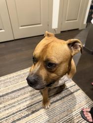 Found/Stray Male Dog last seen Windmill Farms Blvd and Concord Drive, Forney, TX 75126