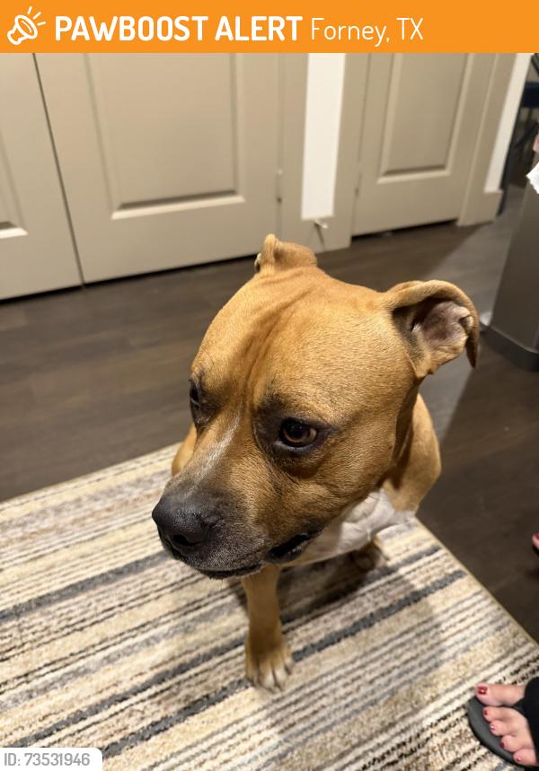 Found/Stray Male Dog last seen Windmill Farms Blvd and Concord Drive, Forney, TX 75126