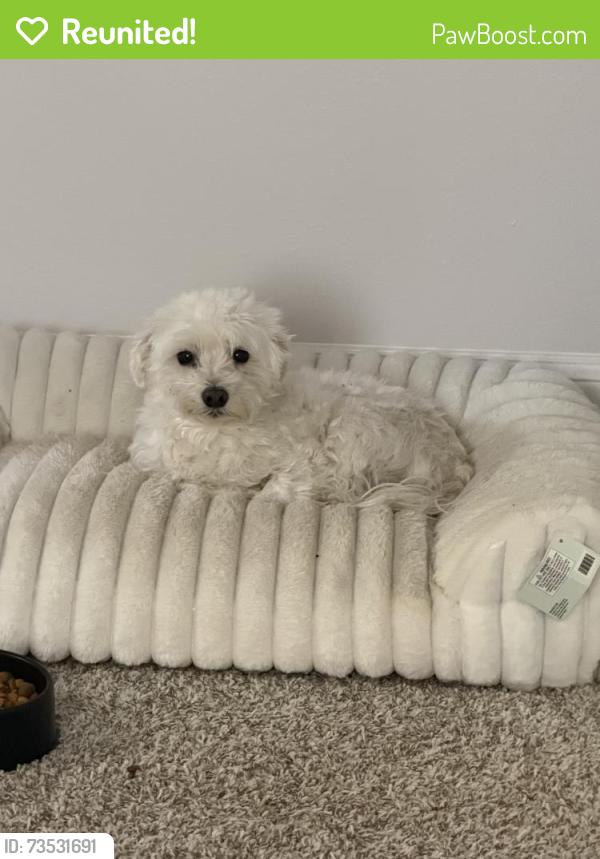 Reunited Male Dog last seen Near Fawcett drive, champions park, Houston, TX 77069