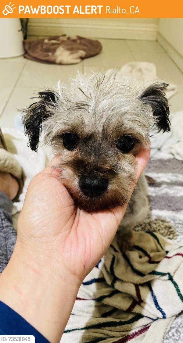 Found/Stray Female Dog last seen Riverside Dr. and Orange, Rialto, CA 92376