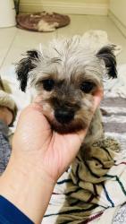 Found/Stray Female Dog last seen Riverside Dr. and Orange, Rialto, CA 92376