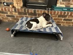 Reunited Male Dog last seen TG Smith Elementary School, Falcon Rd, Springdale, AR 72762