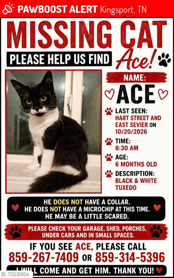 Lost Male Cat last seen corner of Harte St and east sevier, Kingsport, TN 37664