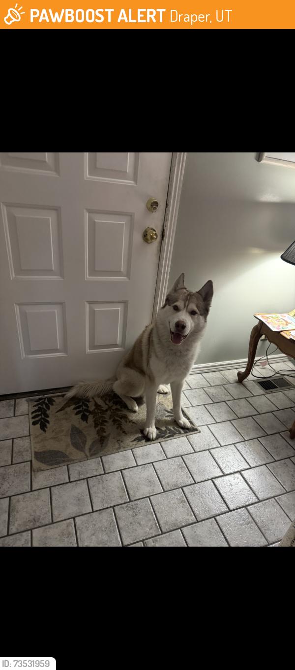 Found/Stray Male Dog last seen Draper Utah, Draper, UT 84020