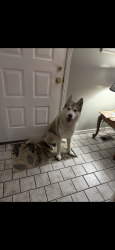 Found/Stray Male Dog last seen Draper Utah, Draper, UT 84020