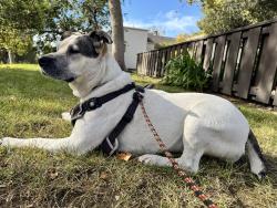 Reunited Female Dog last seen Clayton Road, San Jose, CA 95148