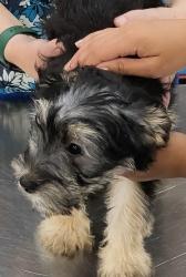 Lost Female Dog last seen 5th Ave, Center Township, IN 46383