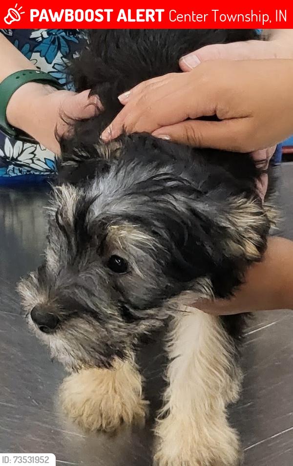 Lost Female Dog last seen 5th Ave, Center Township, IN 46383