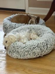 Shelter Stray Female Dog last seen Near BLOCK WASHBURN AVE, 3528 Newburg Rd, Louisville, KY 40218, USA