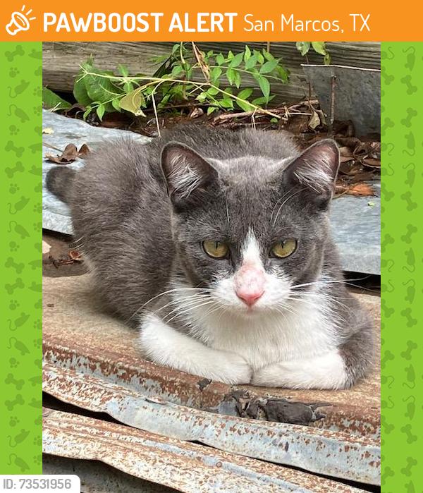 Found/Stray Unknown Cat last seen Aquarena Springs Drive area, San Marcos, TX 78666