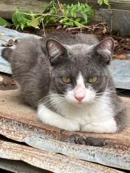 Found/Stray Unknown Cat last seen Aquarena Springs Drive area, San Marcos, TX 78666